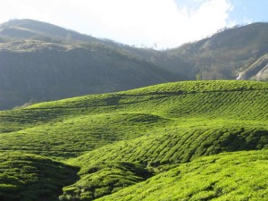 מטעי תה בהודו